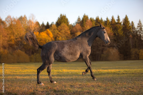 portrait of galloping young grey mare in the field
