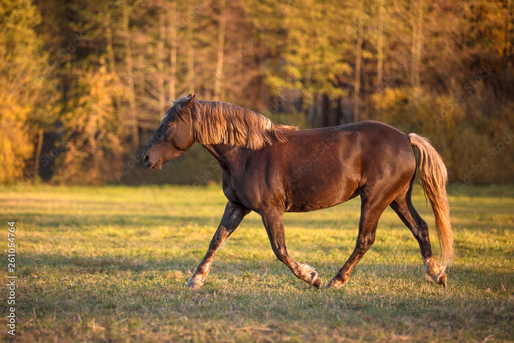 portrait of trotting young mare in the field