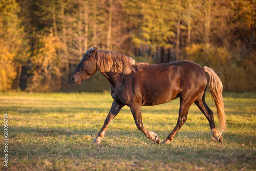 portrait of trotting young mare in the field