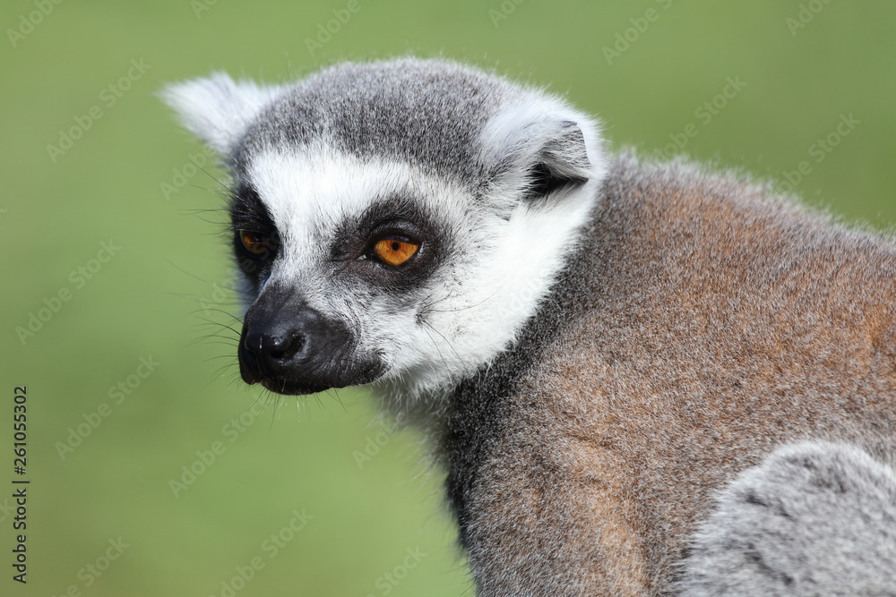 Obraz premium Katta / Ring-tailed Lemur / Lemur catta