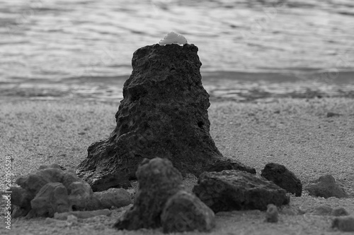 Muschel am Strand in Schwarz-Weiß