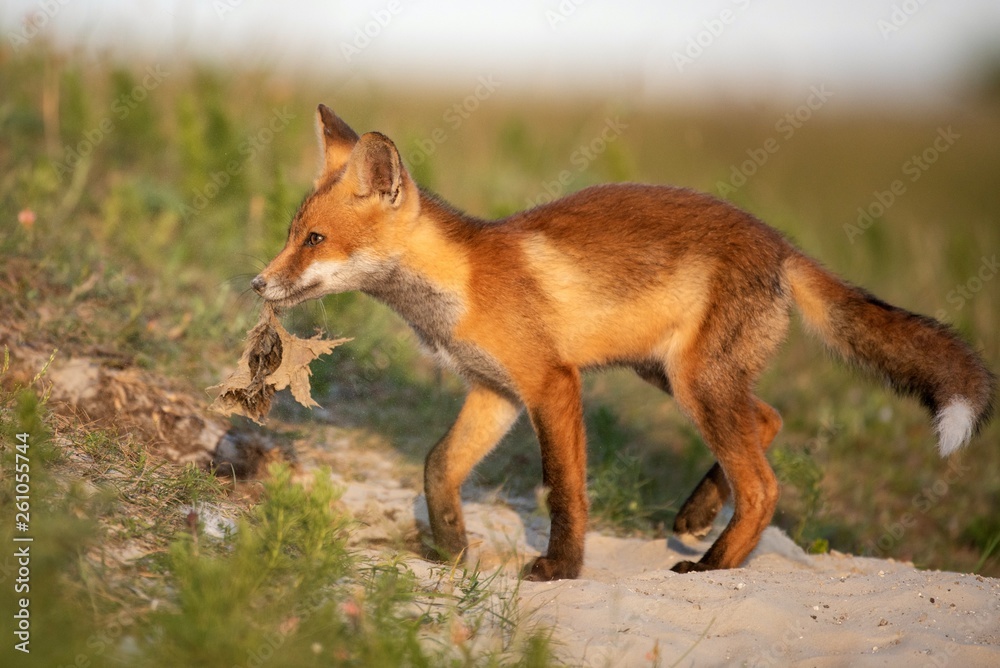 Little Red Fox near his hole in beautiful evening light Little Red Fox near his hole in beautiful evening light