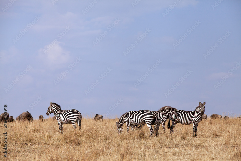 Obraz premium Zebra in the savannah grassland of Masai Mara