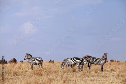  Zebra in the savannah grassland of Masai Mara