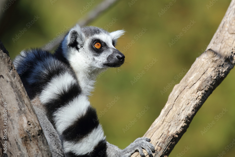 Fototapeta premium Katta / Ring-tailed Lemur / Lemur catta