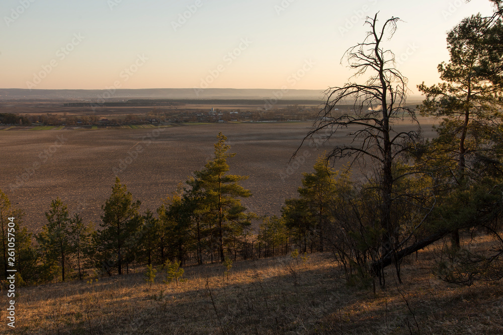 An old pine forest on the edge of a field with a blue sky on the horizon. Pine forest on the border with the field in the early spring