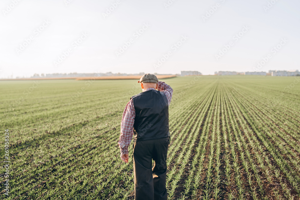 Adult farmer checking plants on his farm. Adult farmer checking plants on his farm.