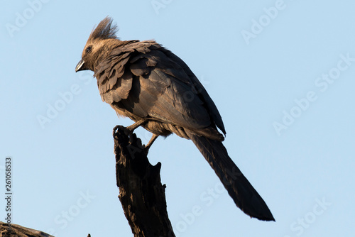 Touraco concolore,.Corythaixoides concolor, Grey Go away bird photo