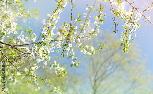 beautiful gentle landscape with young foliage and flowering trees. blossom tree nature scene in sunny day. abstract spring season blurred background. selective focus