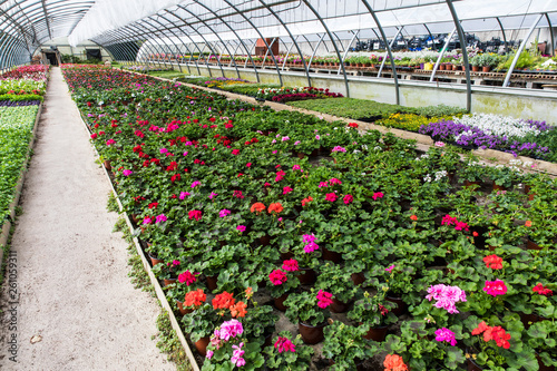 greenhouse flowers