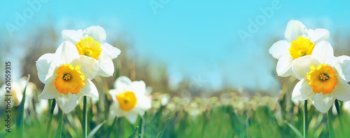 Fotografie, Obraz beautiful daffodils flowers