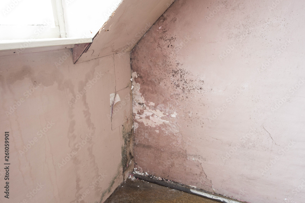 Water damage causing mold growth on the interior walls of a property Water damage causing mold growth on the interior walls of a property