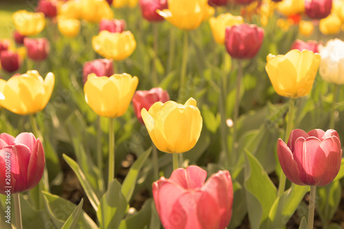 Easter Fields