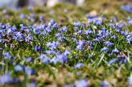 Beautiful garden view with small blue flowers in a small countryside garden.