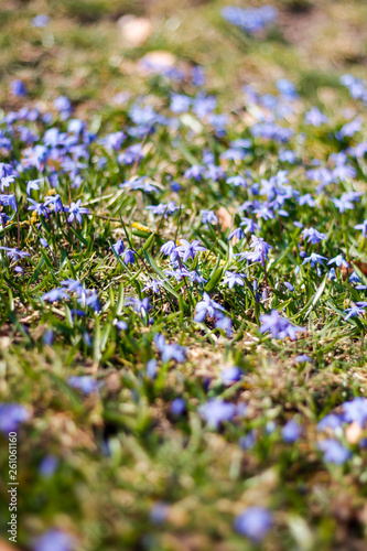 Beautiful garden view with small blue flowers in a small countryside garden. © Artūrs Stiebriņš