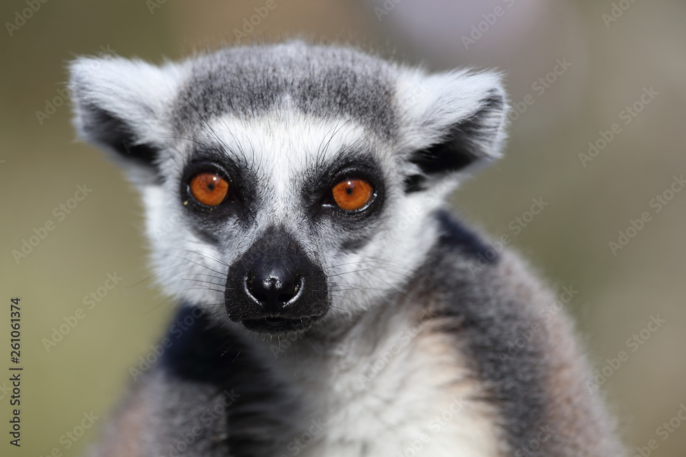 Katta / Ring-tailed Lemur / Lemur catta Katta / Ring-tailed Lemur / Lemur catta