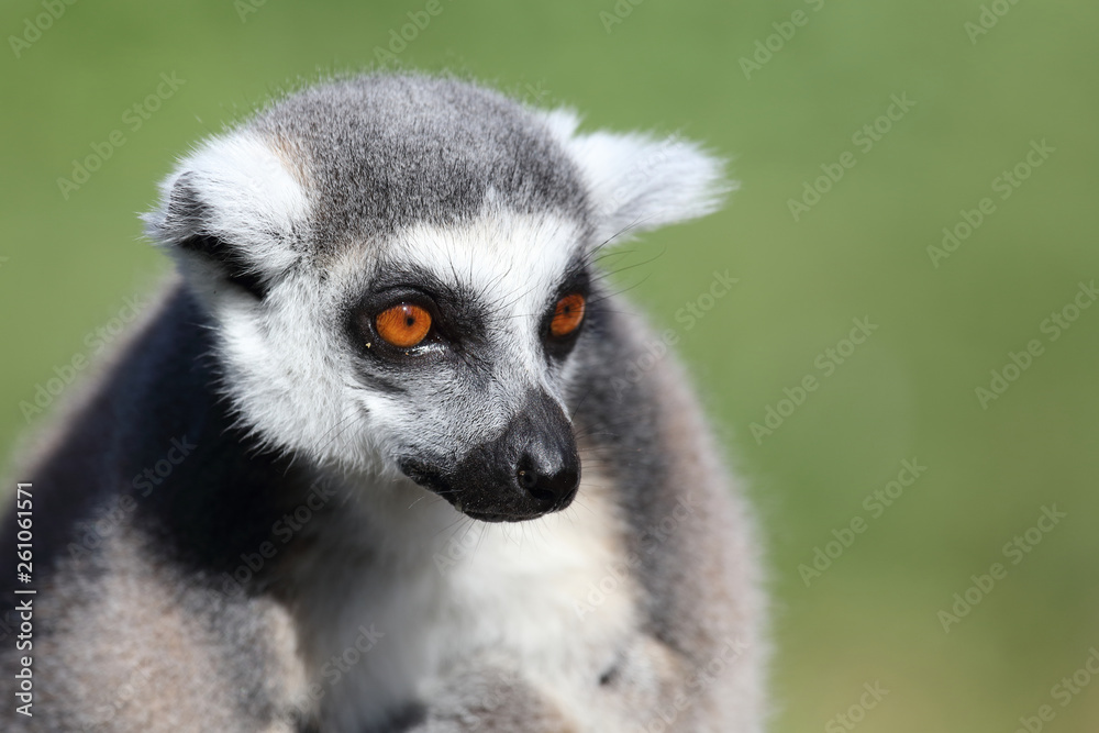 Fototapeta premium Katta / Ring-tailed Lemur / Lemur catta
