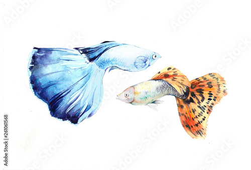 two watercolor guppy fish