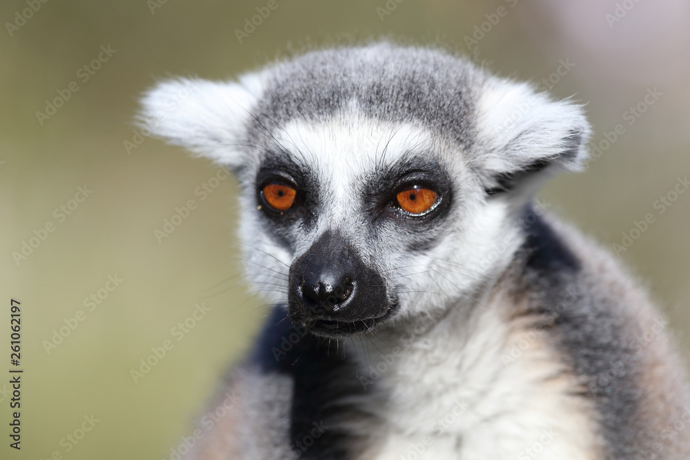 Obraz premium Katta / Ring-tailed Lemur / Lemur catta