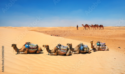 Camels in sand dunes of Sahara desert. Tunisia, North Africa