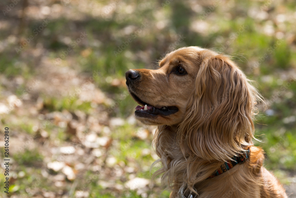 Portrait eines English Cocker Spaniel Portrait eines English Cocker Spaniel