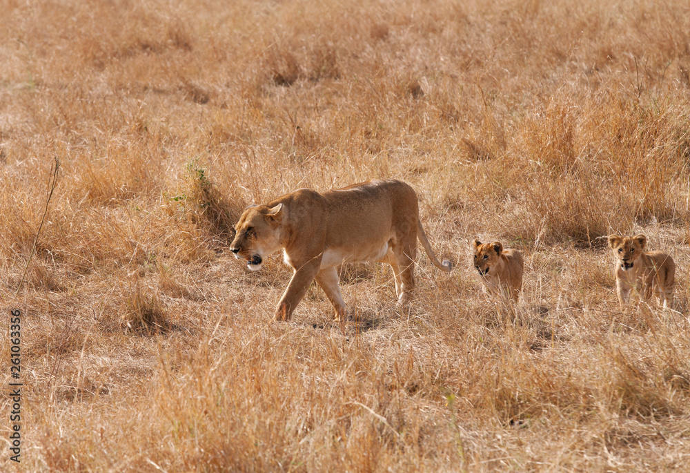 Lioness and cubs moving in Savannah, Masai Mara, Kenya Lioness and cubs moving in Savannah, Masai Mara, Kenya