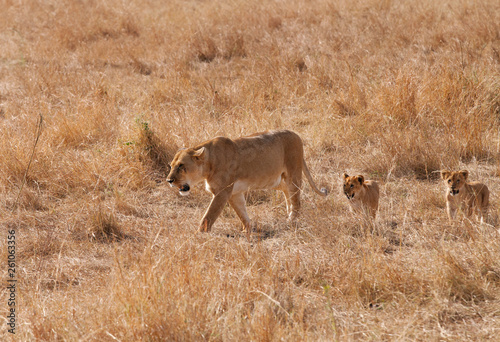 Lioness and cubs moving in Savannah  Masai Mara  Kenya