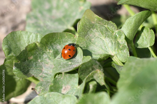 Ladybug sitting on a flower leaf warm spring day on a leaf insect beetle