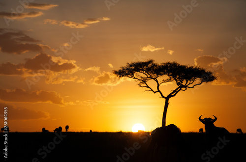 Silhouette of wildebeests during sunset, kenya