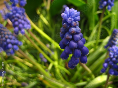 Blue muscari flowers in the garden.