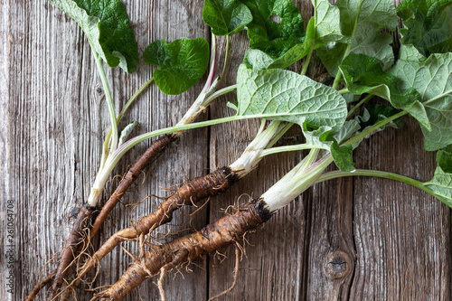 Photos Burdock roots on a table, top view