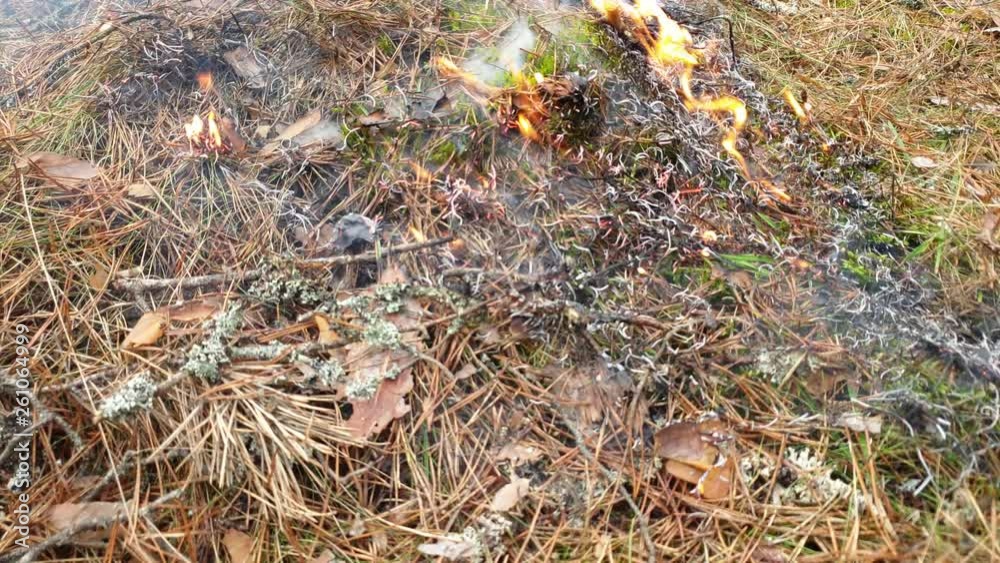 Burning dry grass in the forest. Fire in the forest. Fire in the forest. Burning dry grass in the forest. Fire in the forest. Fire in the forest.