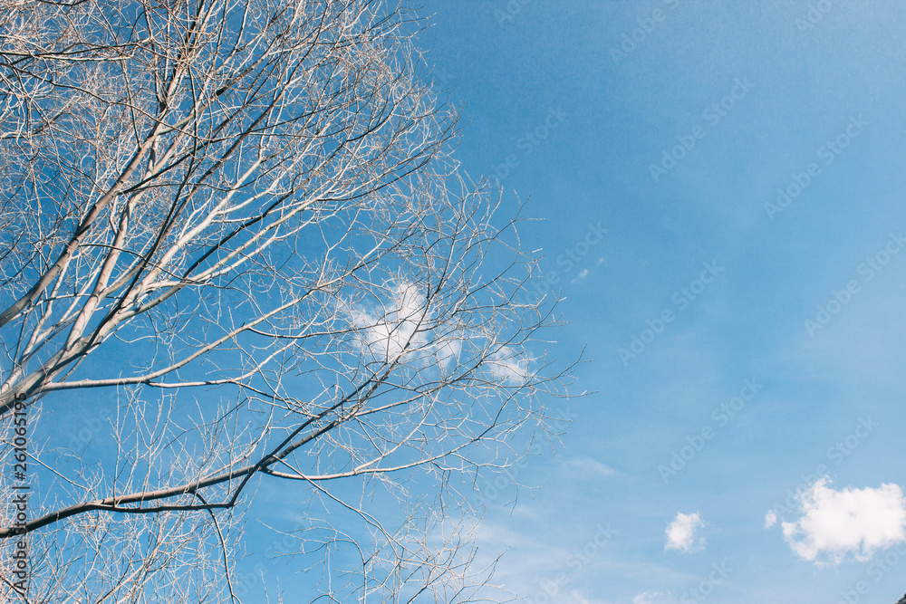 Spring tree against blue sky