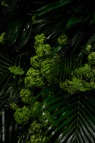 Tropical cataractarum leaves and moss. Dark green background. Backdrop. photo