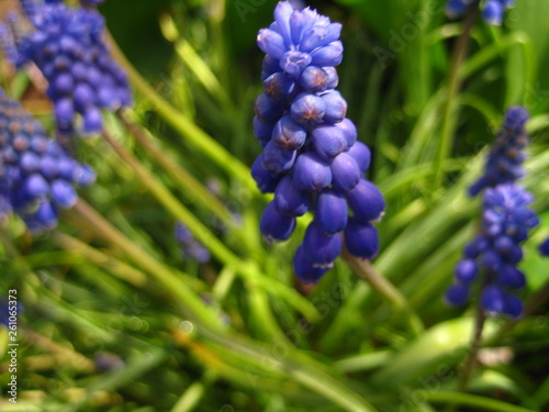 Blue muscari flowers in the garden.