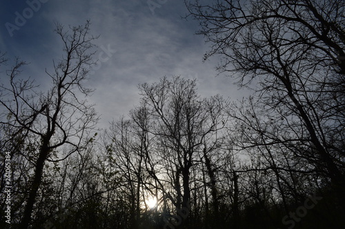 foresta all'ombra