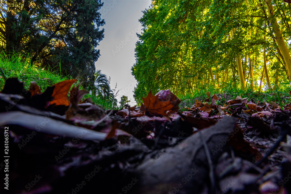 contraste de otoño