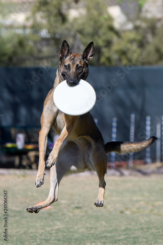 Brown dog after catching a disc and coming down