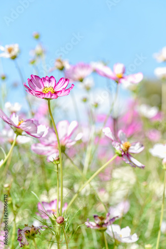 Pink and white cosmos flowers in garden with blue sky