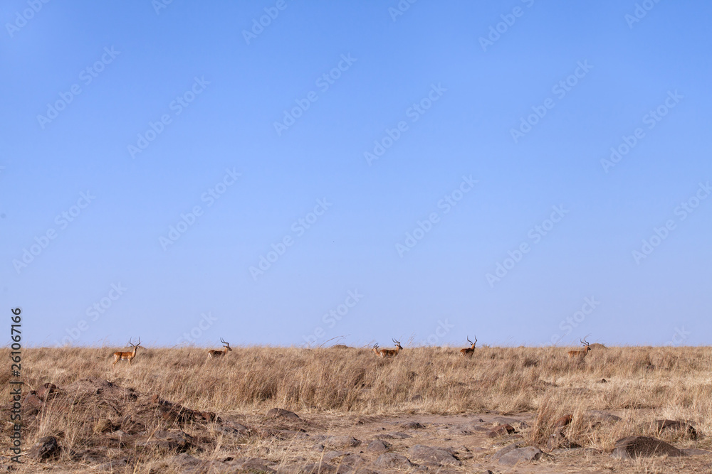 Impala's in the grassland of Masai Mara, Kenya