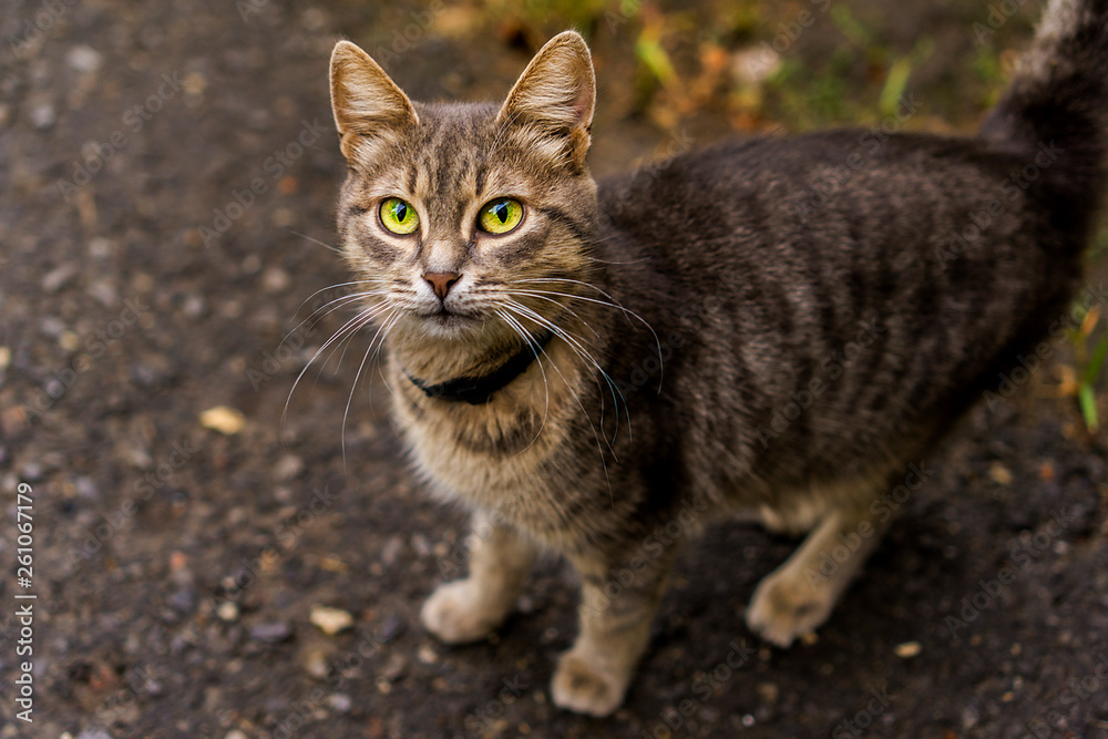 cat in garden