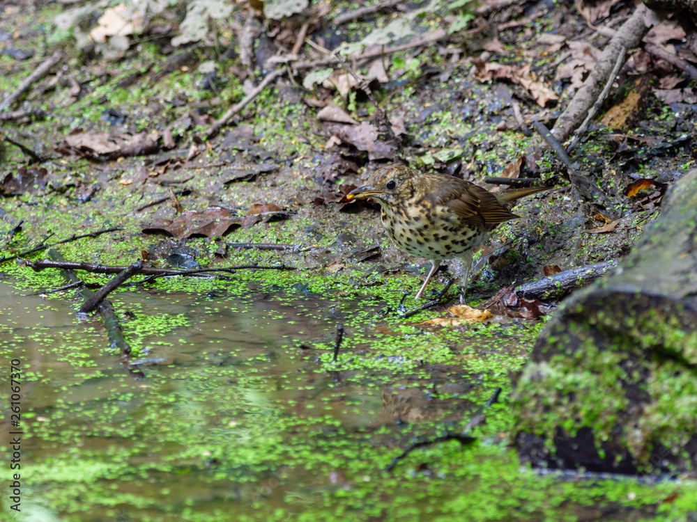 Song Thrush (Turdus philomelos). Song Thrush (Turdus philomelos).
