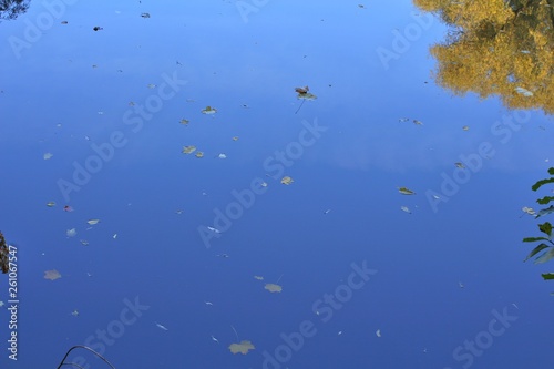 The surface of the river with leaves on the surface