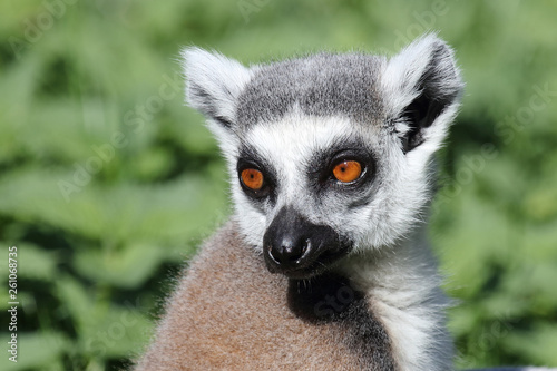 Katta / Ring-tailed Lemur / Lemur catta