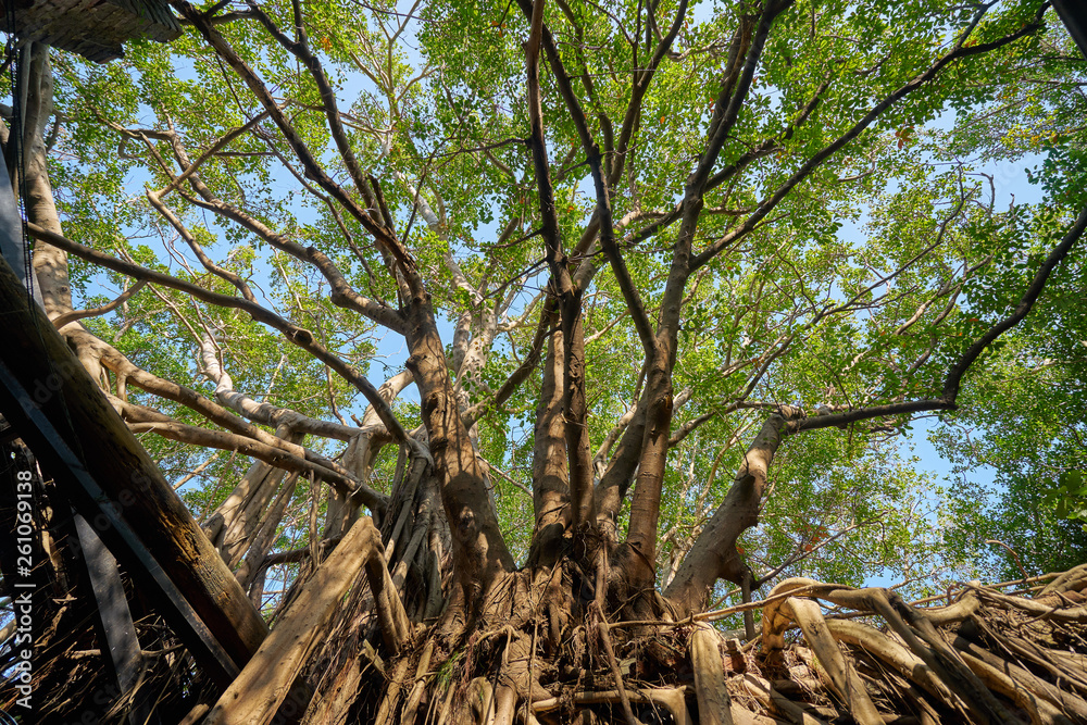 Huge vine root of banyan trees covered building at Former Tait & Co. Merchant House, Popular site featuring Taiwan history exhibits in a former warehouse.