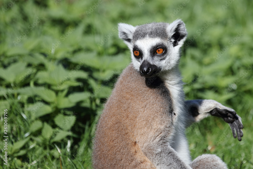 Obraz premium Katta / Ring-tailed Lemur / Lemur catta
