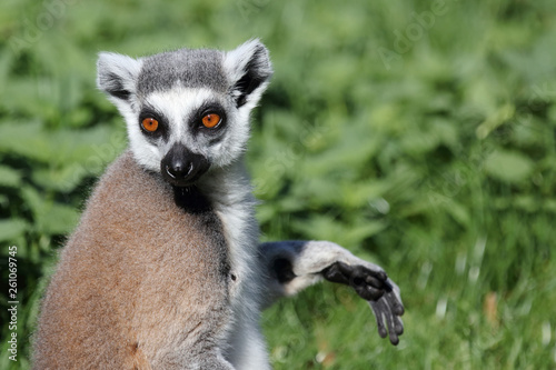 Katta / Ring-tailed Lemur / Lemur catta