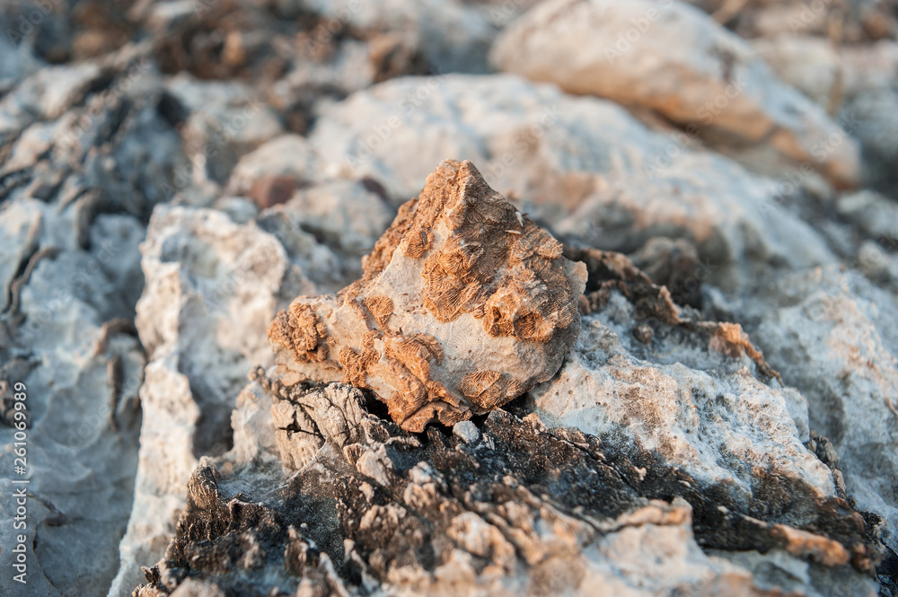 Fossils of primeval marine life 240 million years old Fossils of primeval marine life 240 million years old