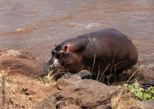 Hippopotamus at Mara river, kenya