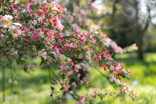 pink cherry flowers in the garden
